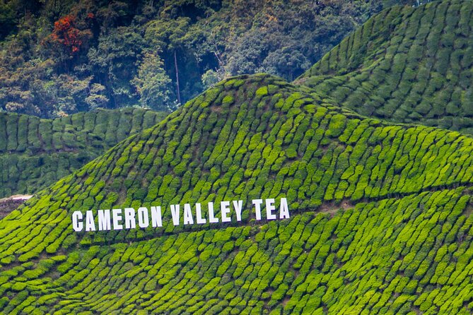 Kuala Lumpur: Cameron Highlands & Batu Caves Private Day Tour - Cactus Valley: the quirky side of the Highlands