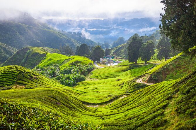 Kuala Lumpur: Cameron Highlands & Batu Caves Private Day Tour - BOH Tea Centre (Sungai Palas Garden): learn tea production, then taste it