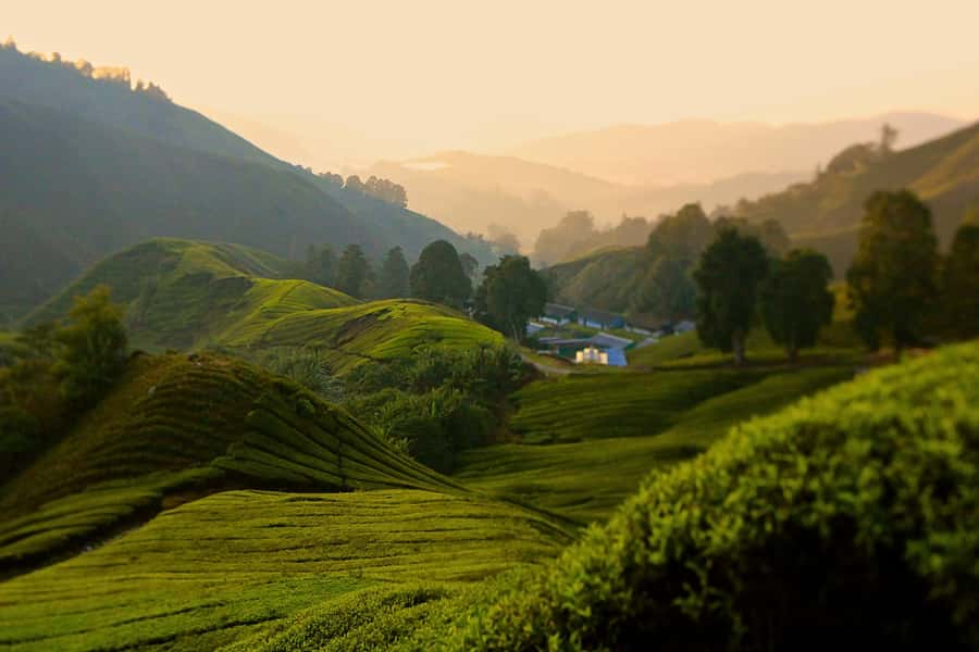 Kuala Lumpur: Cameron Highlands, Batu Caves Private Day Trip - Price and value: when $438 per group up to 3 makes sense