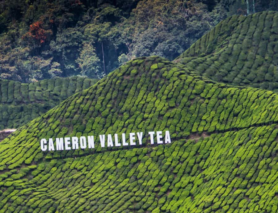 Kuala Lumpur: Cameron Highlands, Batu Caves Private Day Trip - Lata Iskandar Waterfall: a short legs-stretch break that still feels local
