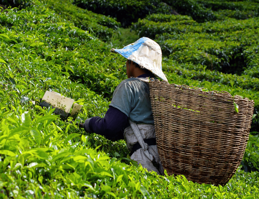 Kuala Lumpur: Cameron Highlands, Batu Caves Private Day Trip - Cameron Valley Tea Estate viewpoint: quick, scenic, and worth the stop