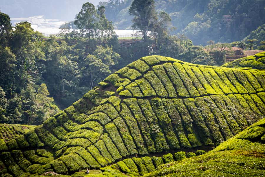 Kuala Lumpur: Cameron Highlands, Batu Caves Private Day Trip - Kea Farm Market: highest-elevation shopping for produce, flowers, and snacks