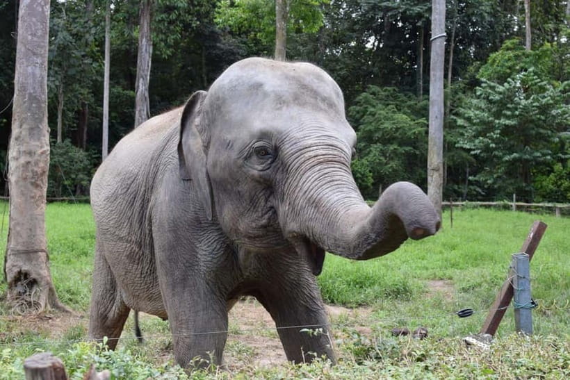 Kuala Lumpur Day Tour: Batu Caves & Elephant Sanctuary - Batu Caves: The first stop with the biggest wow factor