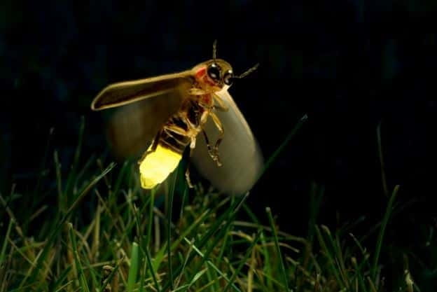 Kuala Lumpur: Fireflies & Blue Tears Tour with Seafood Meal - Kuala Selangor after dark: what makes the night work
