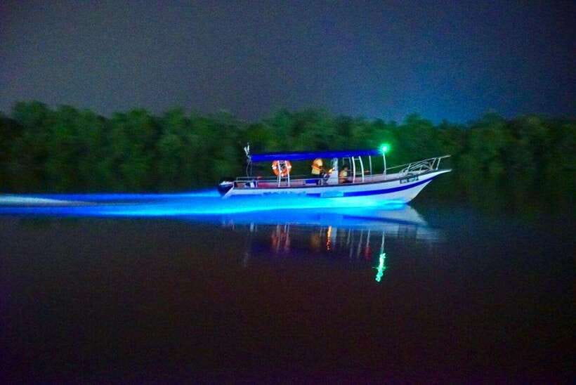 Kuala Lumpur: Kuala Selangor Fireflies and Blue Tears Tour - Key Points You Should Know Before You Go