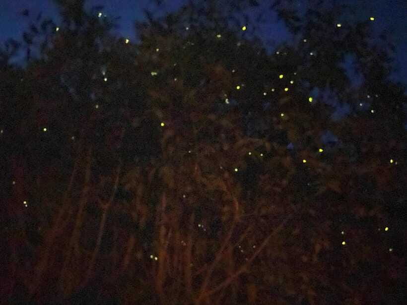 Kuala Lumpur: Kuala Selangor Fireflies and Blue Tears Tour - Who Should Book This Tour (and Who Might Skip It)