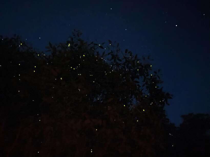 Kuala Lumpur: Kuala Selangor Fireflies and Blue Tears Tour - From Kuala Lumpur to Kuala Selangor’s Night Scene