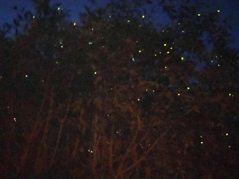 Kuala Lumpur: Kuala Selangor Fireflies and Blue Tears Tour - Seafood Dinner by the River: The Most Comfortable Part of the Whole Night