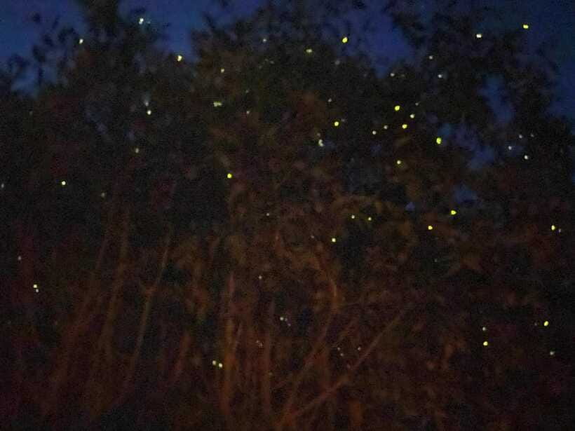 Kuala Lumpur: Kuala Selangor Fireflies and Blue Tears Tour - The Firefly Boat Cruise: Where the Mangroves Go Dark-Glow