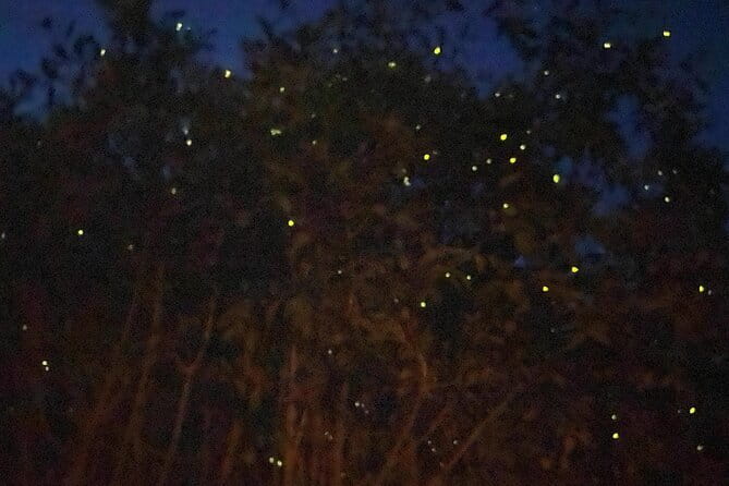 Kuala Selangor Fireflies and Blue Tears Tour with Dinner (SIC) - Key points before you go