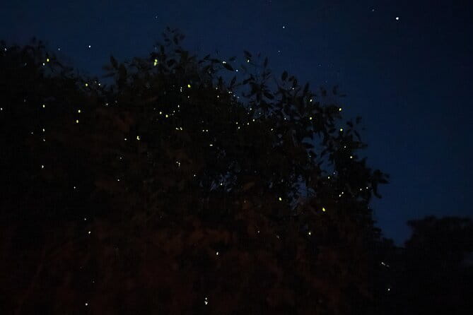 Kuala Selangor Fireflies and Blue Tears Tour with Dinner (SIC) - What This Kuala Selangor Night Tour Really Includes