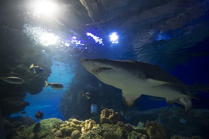 Malaysia: Aquaria KLCC Entry Ticket - Price check: is $18.52 worth it for what you get?