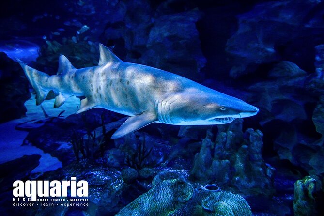 Malaysia: Aquaria KLCC Entry Ticket - Family fit: ages, kids, and how to keep it enjoyable