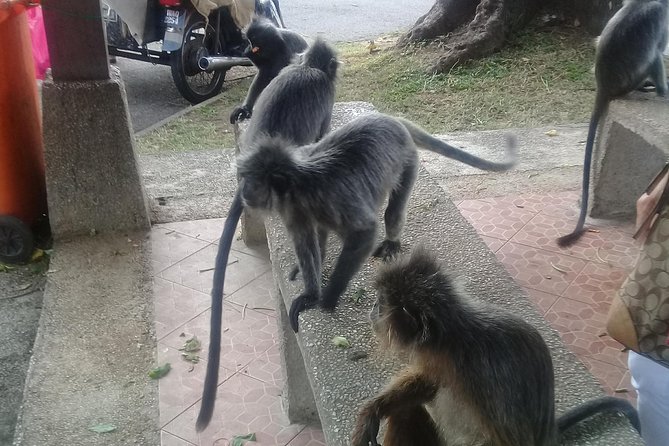 Monkey Hill, Eagle &Firefly Tour+Free Batu Caves Visit.(Per Car) - From Kuala Lumpur to Kuala Selangor: the value of a private afternoon run