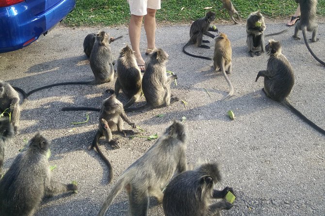 Monkey Hill, Eagle &Firefly Tour+Free Batu Caves Visit.(Per Car) - Fireflies after dark: why a mangrove boat beats a quick look