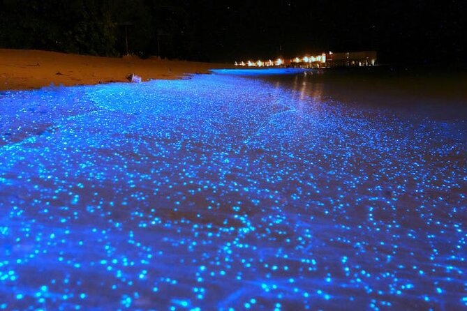 Mystical Nights: Fireflies & Blue Tears Adventure - Key things I’d plan for