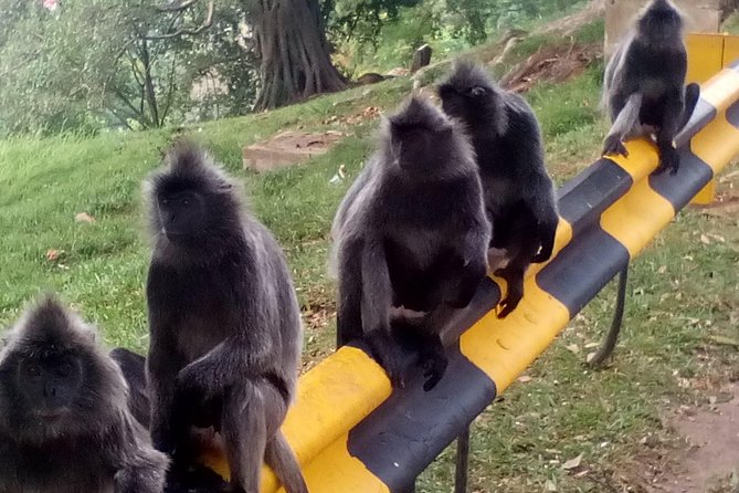 Nature At The Riverbank, Fireflies Watching By Row Boat (Guided) - Bukit Melawati: monkeys, migratory birds, and big Straits-of-Malacca views