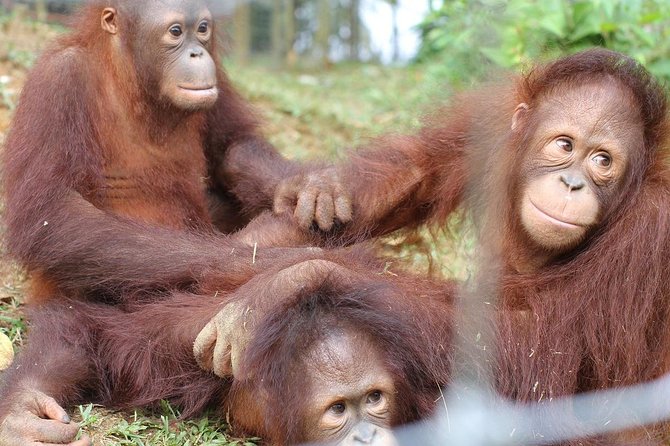 Orang Utan Island and Perak Tong Cave From Kuala Lumpur - Orang Utan Island: close-up sightings on a rescue mission