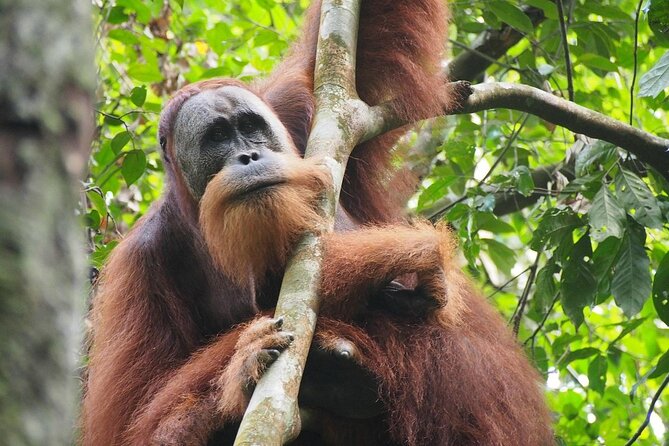 Orang Utan Island and Perak Tong Cave Temple Day Tour from Kuala Lumpur - Price and value: what $132 buys you (and what you still control)