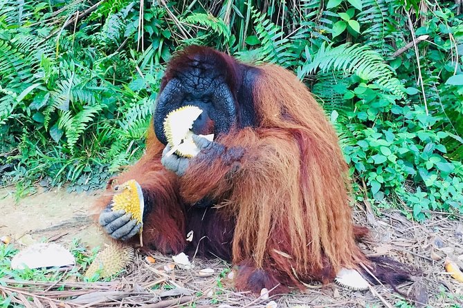Orang Utan Island and Perak Tong Cave Temple Day Tour from Kuala Lumpur - Who this tour is best for (and who should think twice)