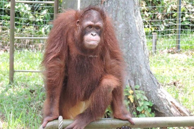 Orang Utan Island and Perak Tong Cave Temple Day Tour from Kuala Lumpur - Should you book this Orang Utan Island and Perak Tong Cave Tour?