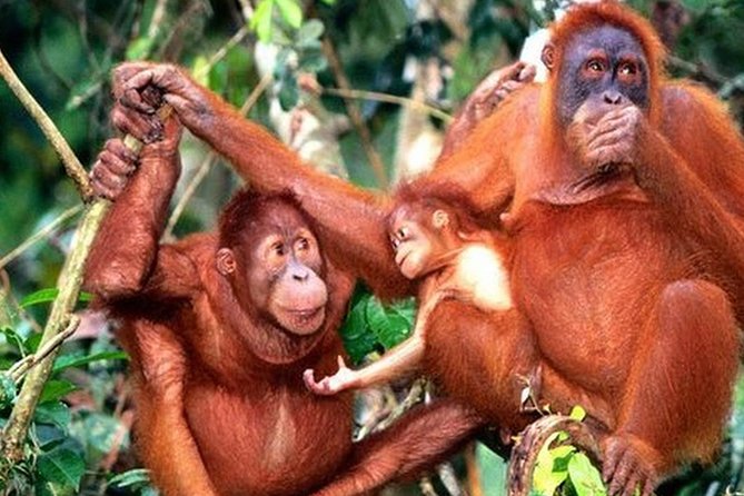 Orang Utan Island Day Tour - Orang Utan Island Foundation: What Makes This Visit Meaningful