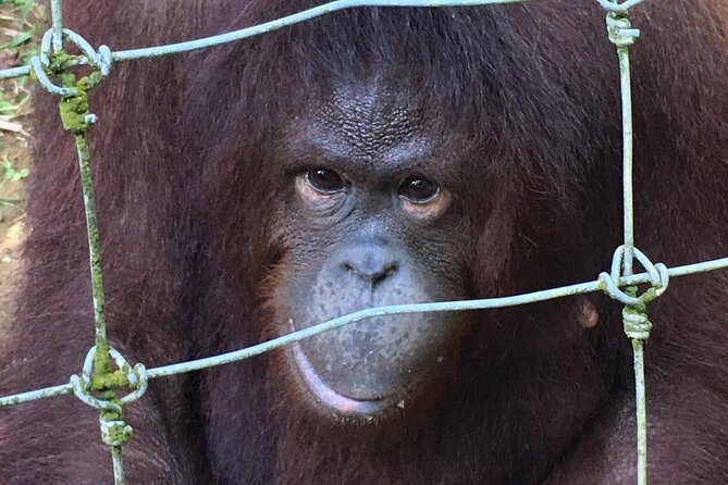 Orang Utan Island Day Tour - Lunch and Included Entry Fees: Where the Tour Value Shows Up