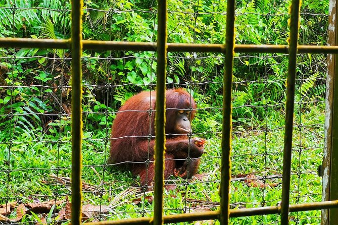 Orang Utan Island Day Tour (Bukit Merah) - Who this tour suits best
