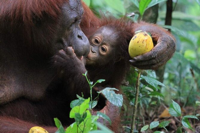 Orang Utan Island Day Tour (Private) - Lunch and comfort: the practical part that affects your day