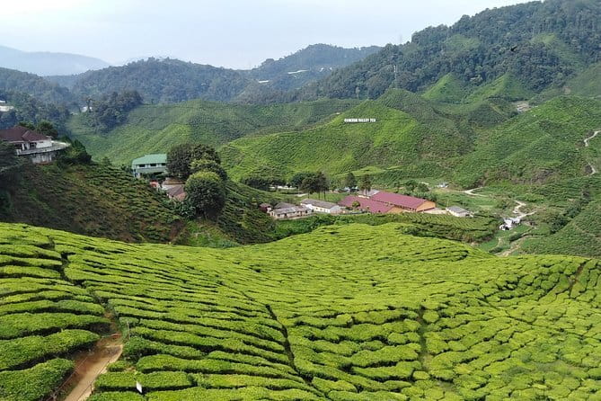 Private: Cameron Highlands 2 days 1 night Trip - Why a private Cameron Highlands plan beats doing it piecemeal