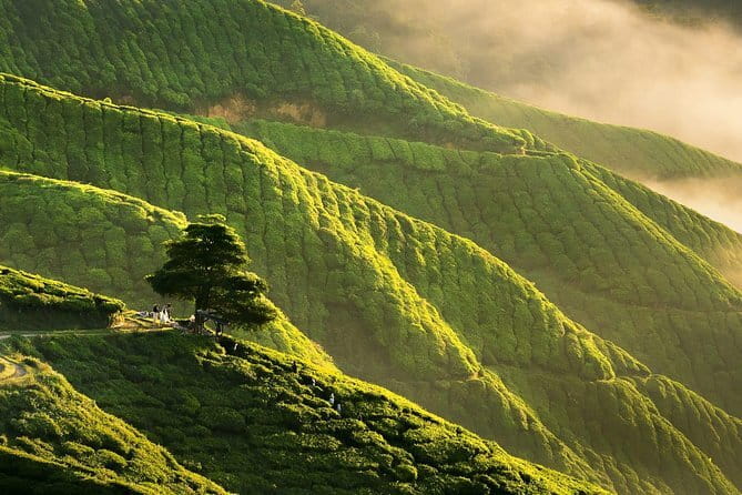 Private: Cameron Highlands 2 days 1 night Trip - Admissions, meals, and the real budget for your 2 days