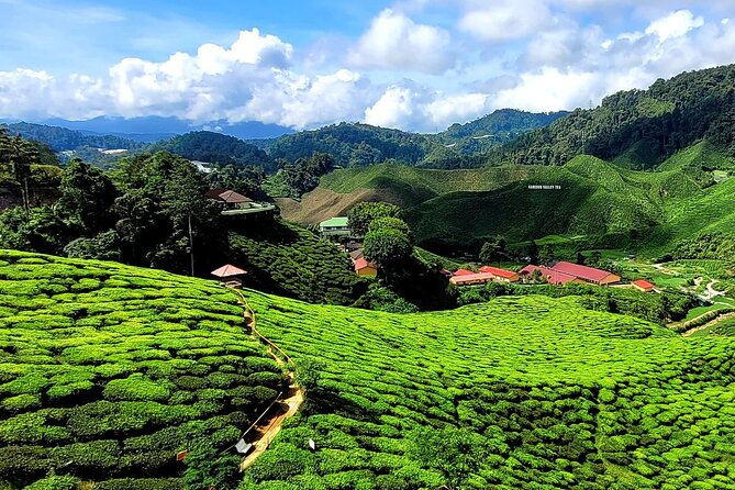 Private Full-Day Cameron Highlands Nature Tour from Kuala Lumpur - Brinchang and strawberry country: the part you’ll remember