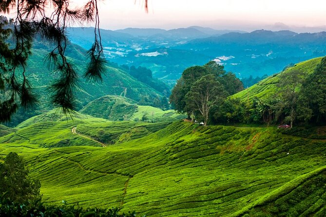 Private Full-Day Cameron Highlands Nature Tour from Kuala Lumpur - Rose Valley and Sam Poh Temple: quick stops with real character
