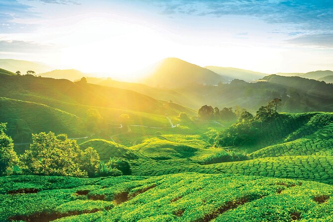 Private Full-Day Cameron Highlands Nature Tour from Kuala Lumpur - Ringlet and the Semai Orang Asli experience: culture with context