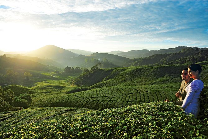 Private Nature Trip to Cameron Highlands from Kuala Lumpur - A Private Day Trip That Actually Feels Yours