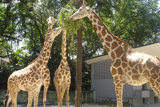 Private Tour to The Best of Animal Attractions in Kuala Lumpur - Lunch and the rhythm of a private, air-conditioned KL day