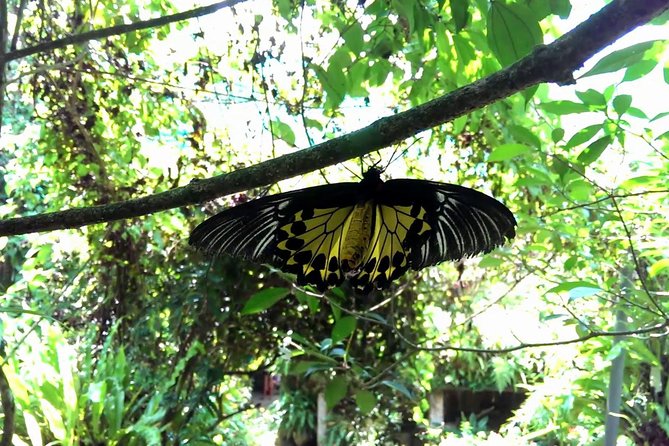 Private Tour to The Best of Animal Attractions in Kuala Lumpur - Price and value: what $215.25 buys you