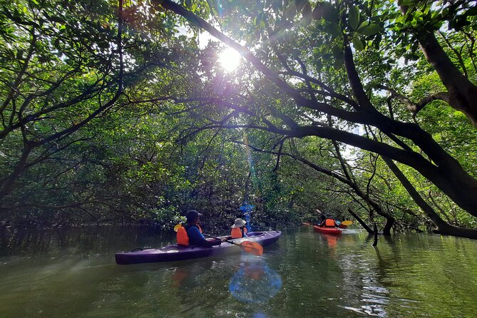 River Exploration and Mangrove Nature Tour by kayaking - What the mangrove interpreter adds (and why it’s worth it)