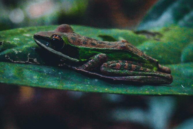 Secluded Waterfall Adventure - Wildlife spotting: what you can expect, and how to set your expectations