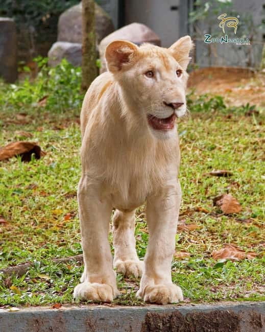 Selangor: Zoo Negara E-Ticket - Getting value beyond the ticket: why you should care about conservation messaging