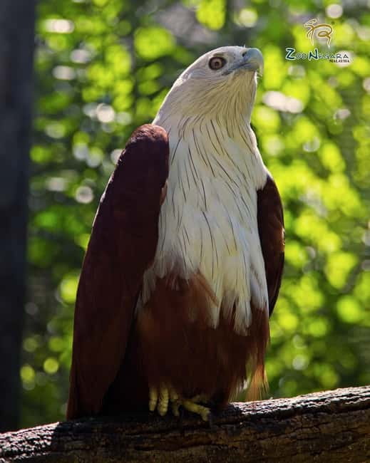 Selangor: Zoo Negara E-Ticket - Ticket value: what you get for about $11, and what costs extra
