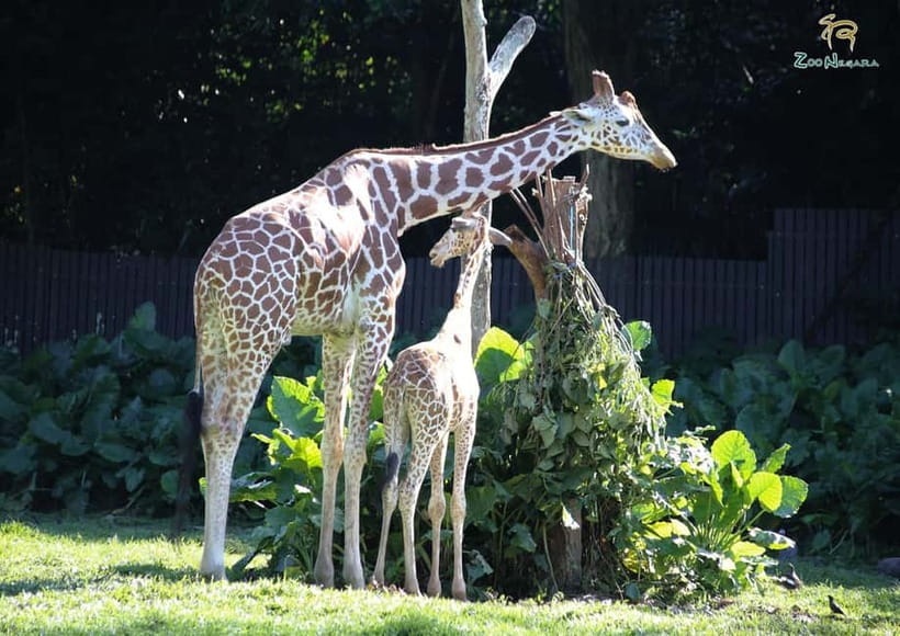 Selangor: Zoo Negara E-Ticket - The kind of exhibits that make the hours fly