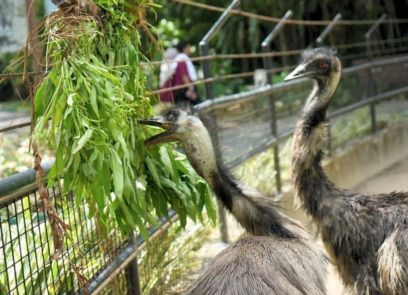 Selangor: Zoo Negara E-Ticket - Multi-animal shows: how to use them (and when to skip with confidence)