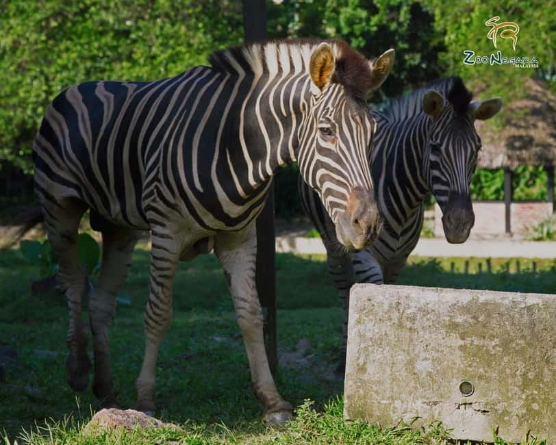 Selangor: Zoo Negara E-Ticket - Feeding sessions: the most “hands-on” moment on weekends