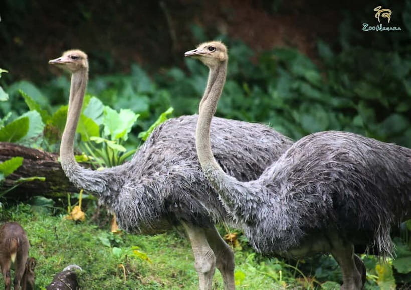Selangor: Zoo Negara E-Ticket - Family-friendly by design, but bring the basics