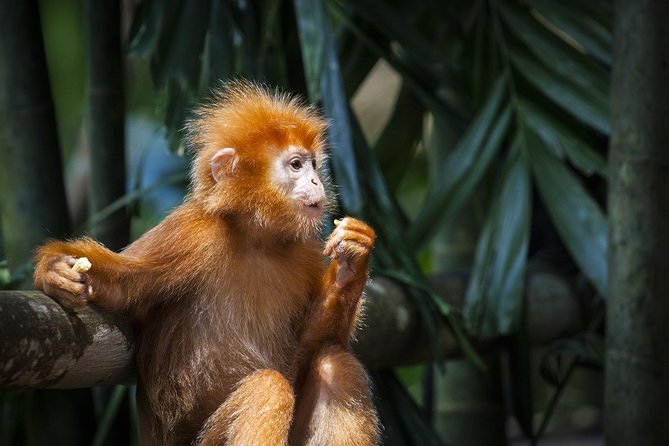 Silver Leaf Monkeys and Firefly Tour with Boat Ride and Seafood Dinner - Bukit Melawati monkeys: golden babies, grey adults, and real wild behavior