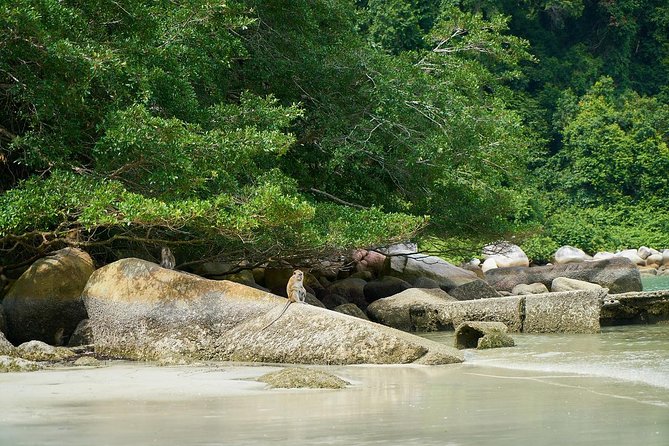 Silver Leaf Monkeys and Firefly Tour with Boat Ride and Seafood Dinner - Kota Melawati and the journey toward Kuala Selangor