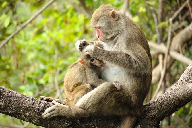 Silver Leaf Monkeys and Firefly Tour with Boat Ride and Seafood Dinner - Price and value: what you’re paying for at $193.14
