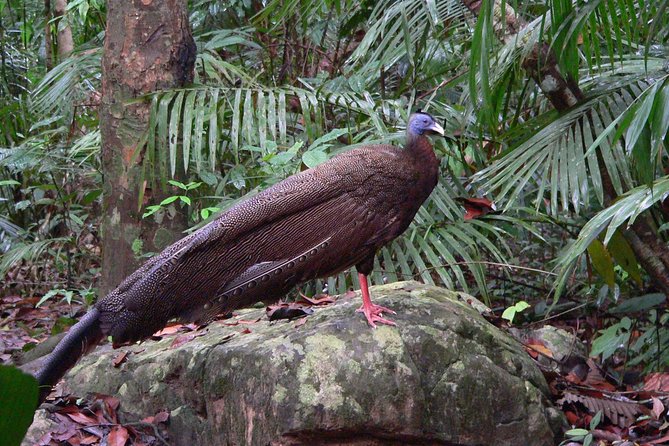 Taman Negara Day Tour with Canopy Walk - The Canopy Walk at 40m: 500m Above the Forest Floor