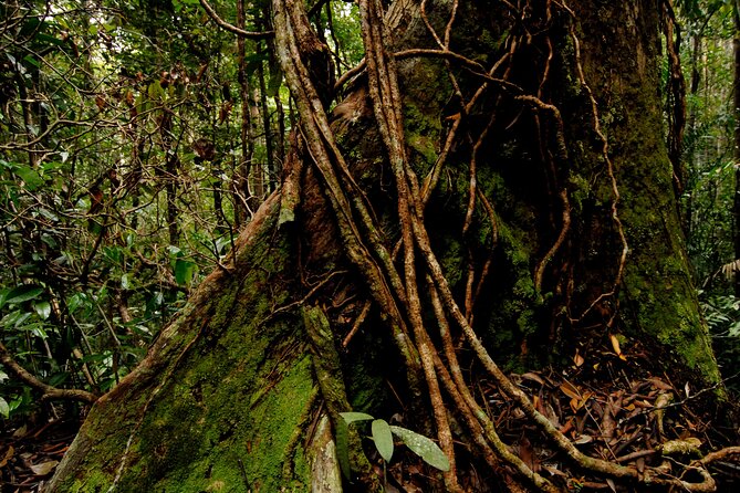 Taman Negara Day Trip from Kuala Lumpur with Lunch - Canopy Walkway: Suspended Jungle Views Without the Guesswork